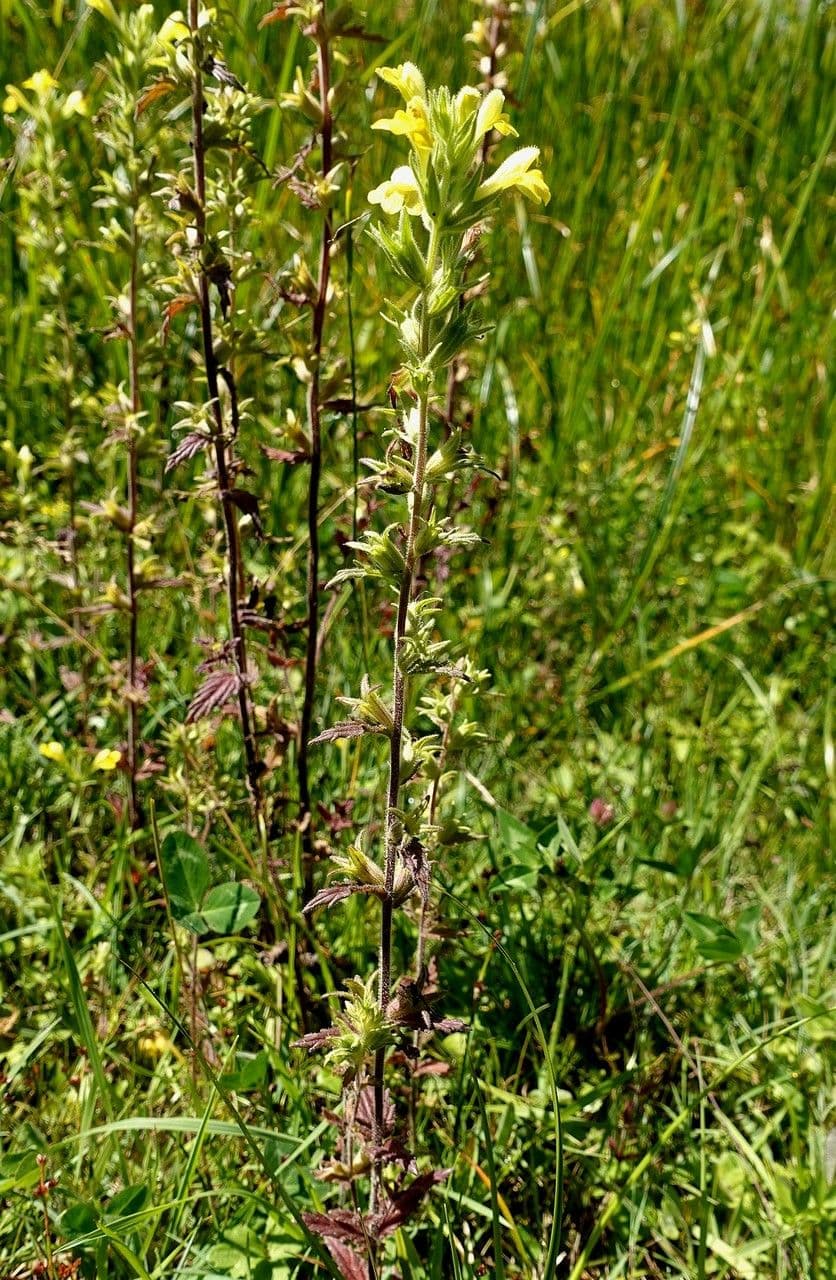 Speronella viscosa 14