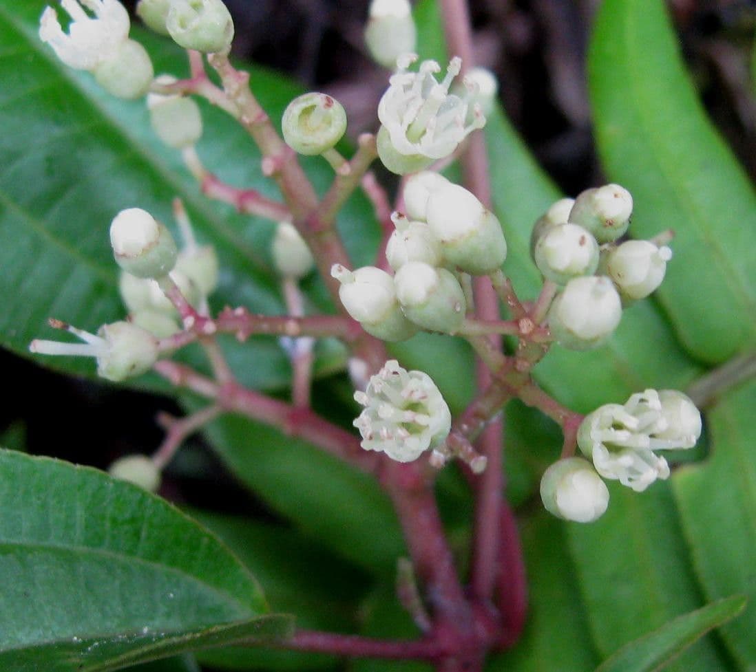 Miconia 9