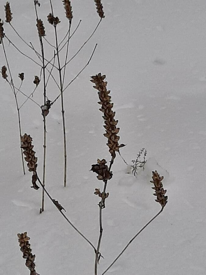 Pedicularis bracteosa 15