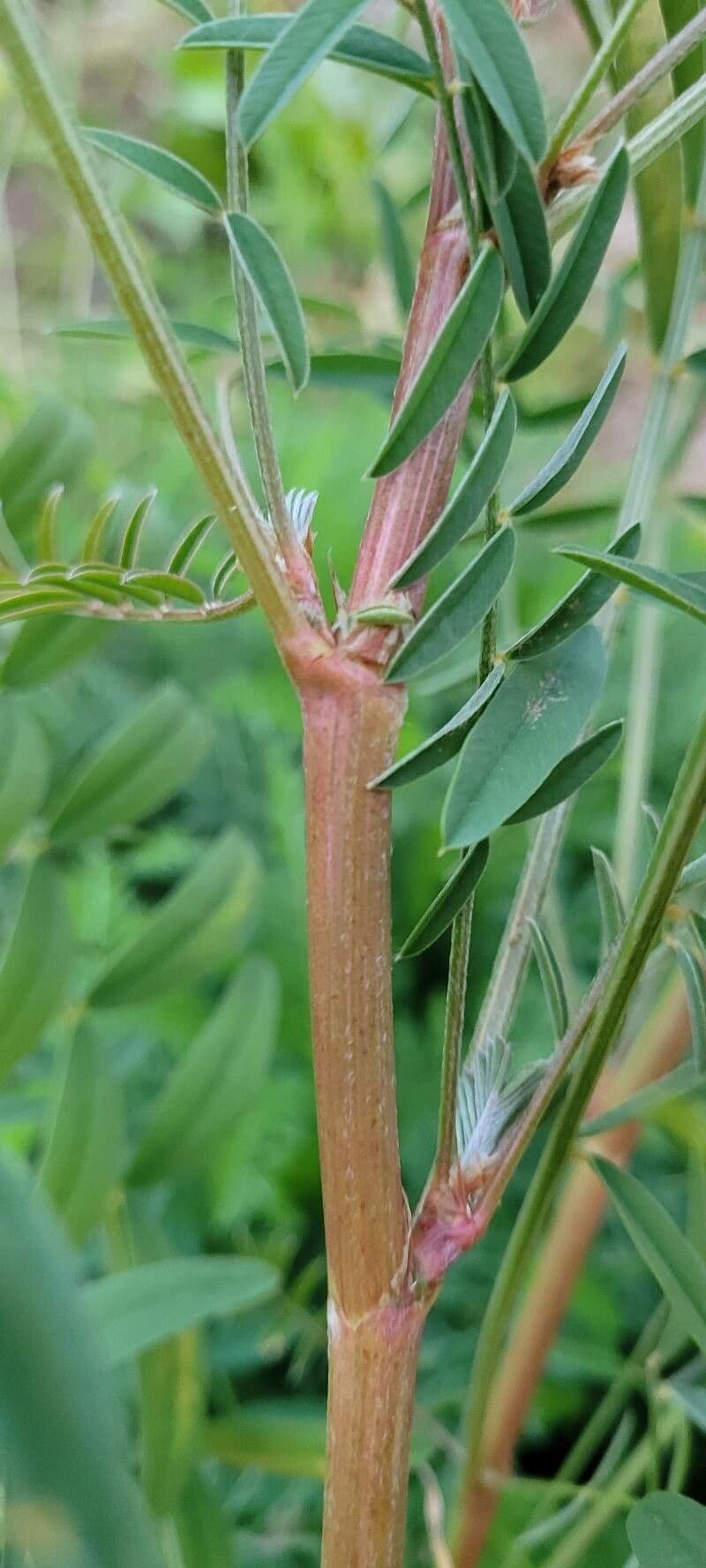 Galega 22