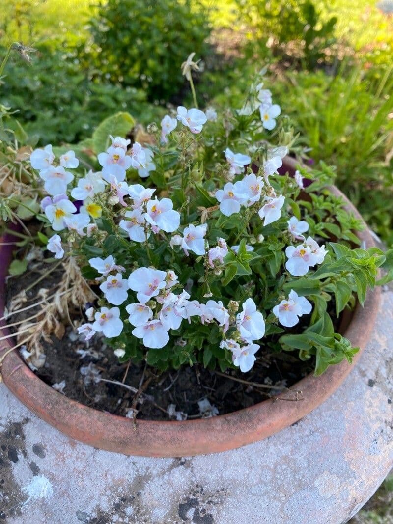Diascia 9