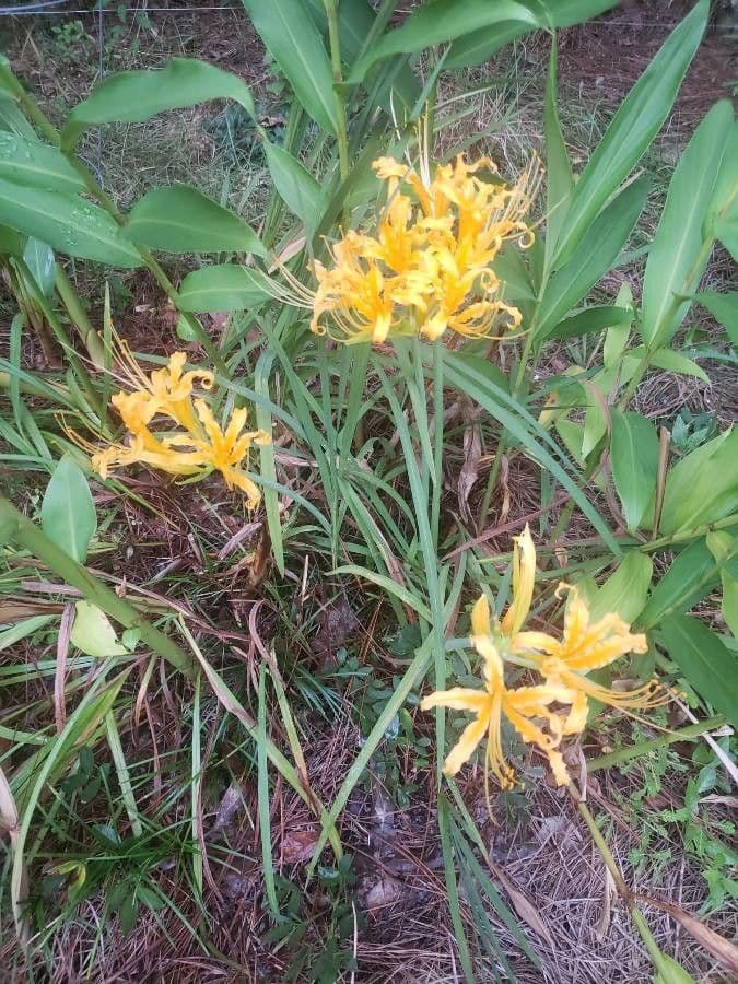 Goldene Spinnenlilie 5