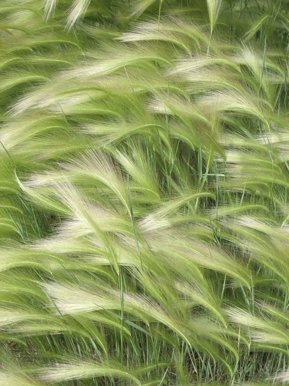 Mähnen-Gerste 9
