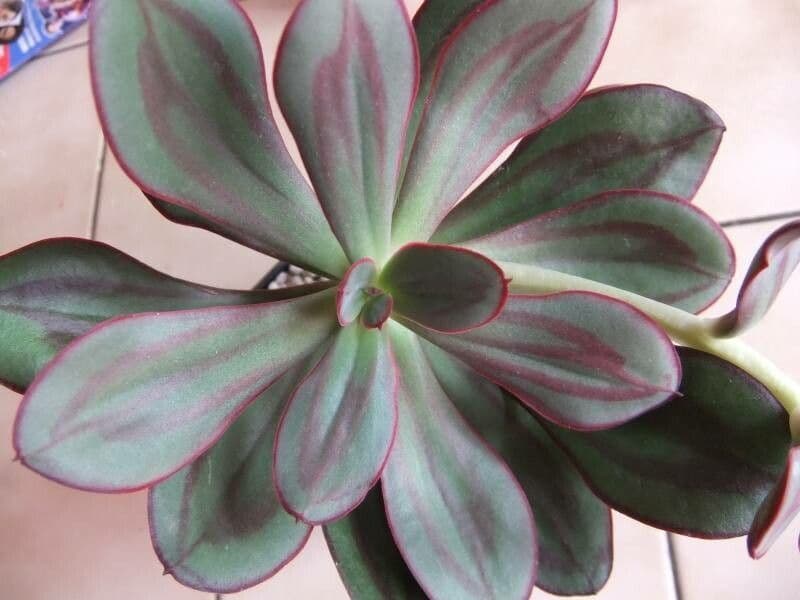 Echeveria 12