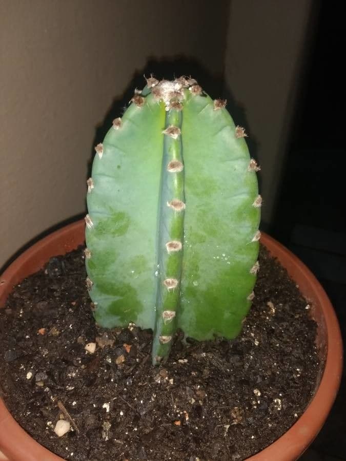 Cereus 10
