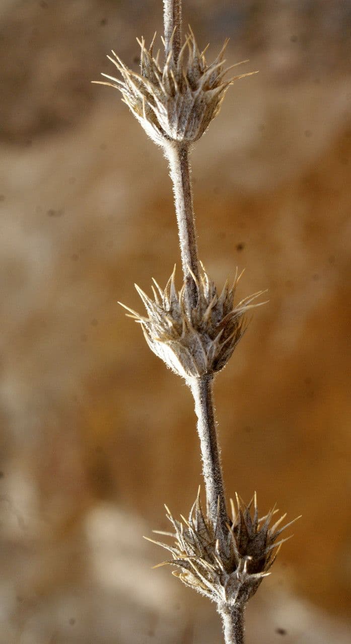 Sideritis hirsuta 4