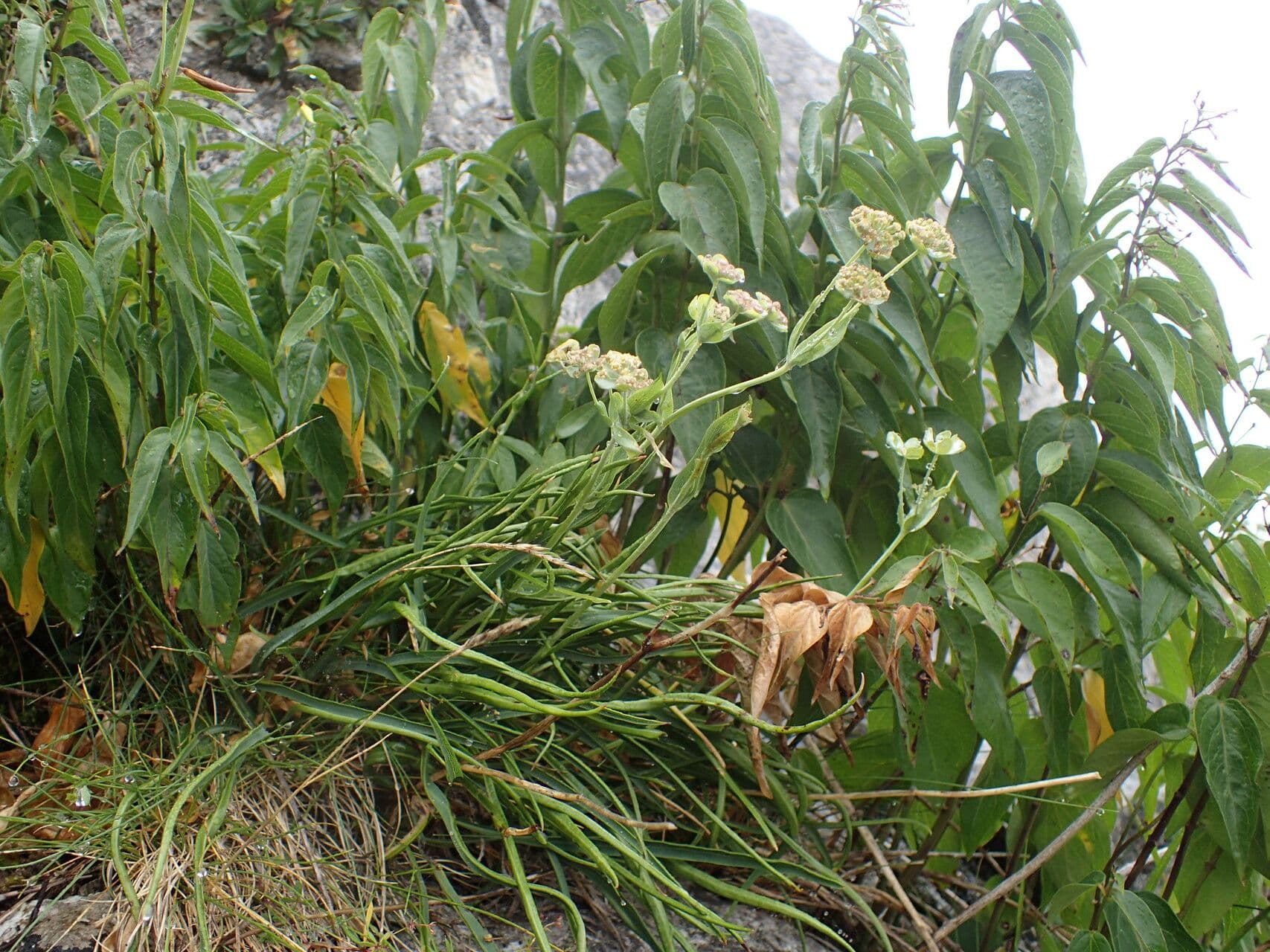 Bupleurum angulosum 10