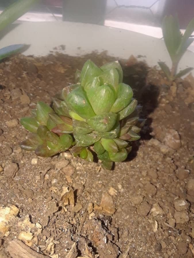 Haworthia 20