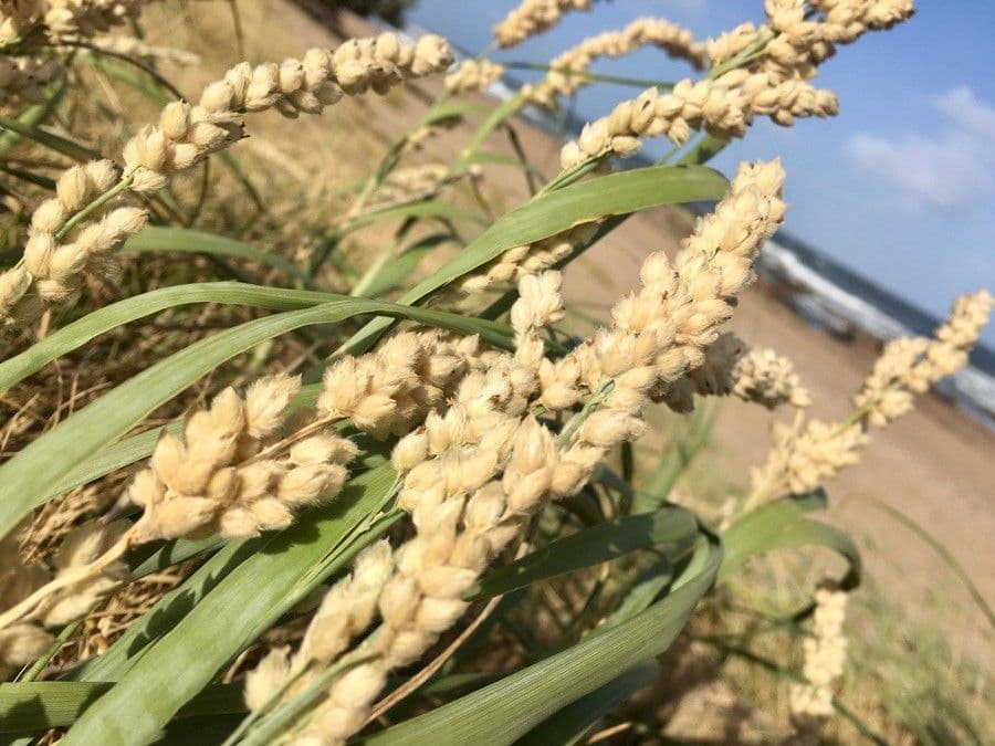 Panicum