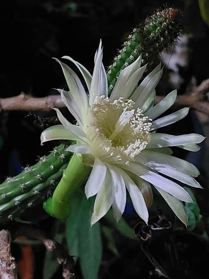 Praecereus euchlorus