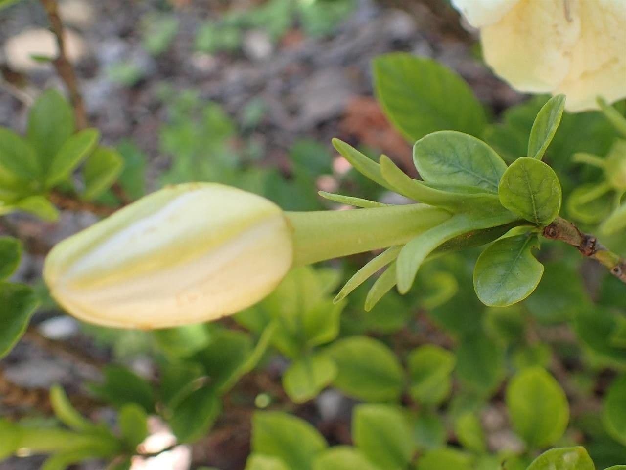 Gardenia 8