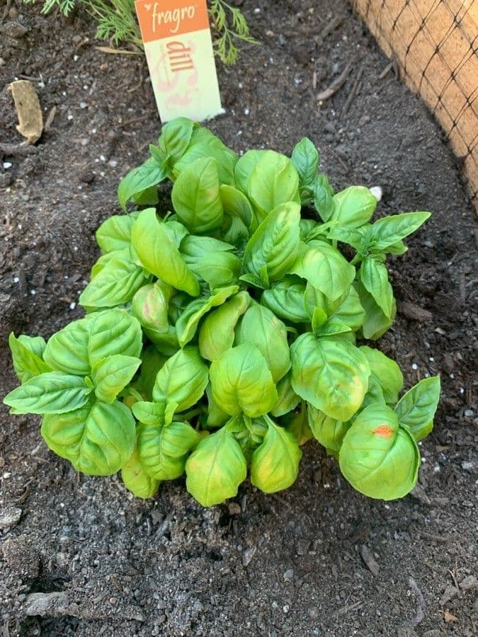Basilic