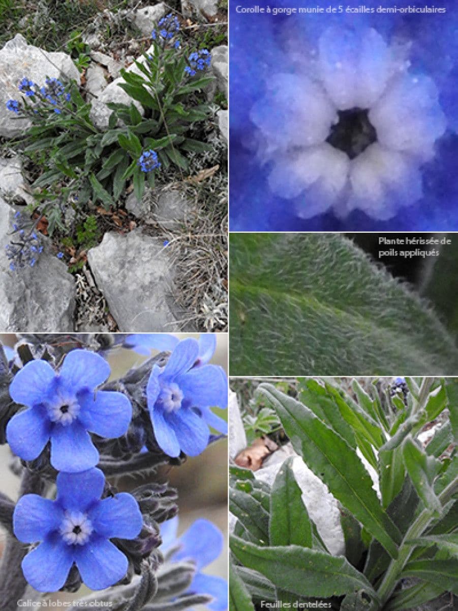 Cynoglottis barrelieri 6