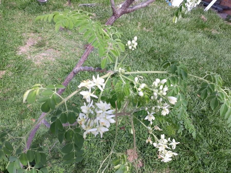 Moringa 28