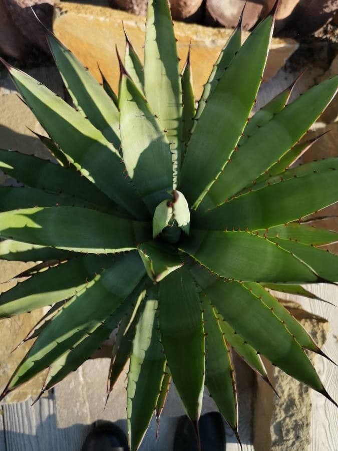Agave 7