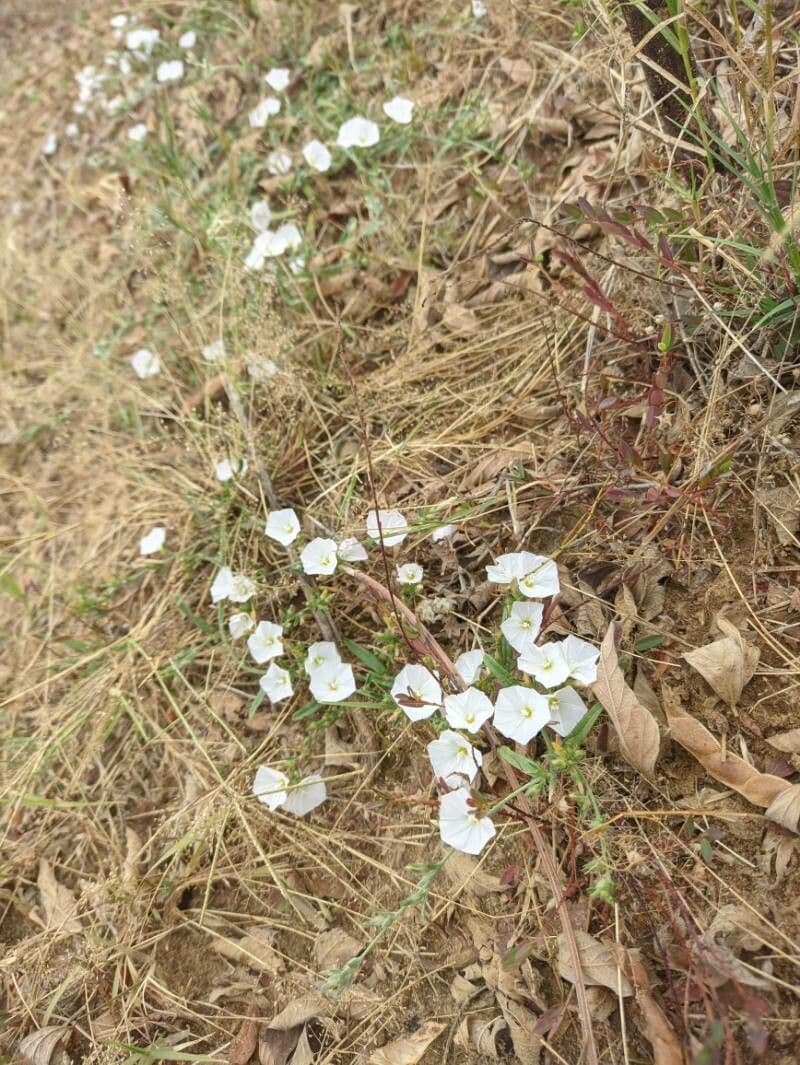 Iskerník plazivý 5