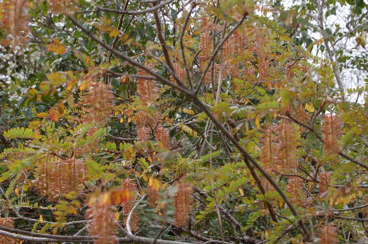 Amorphoides Alvaradoa 6