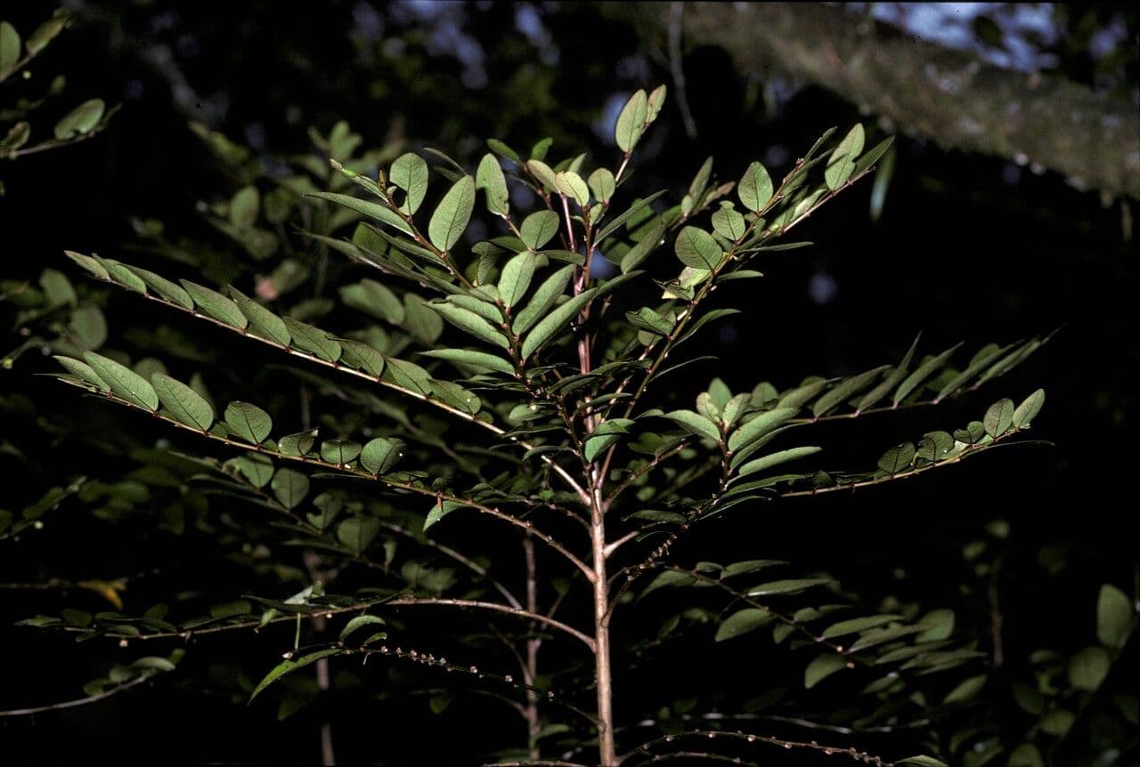 Phyllanthus 3