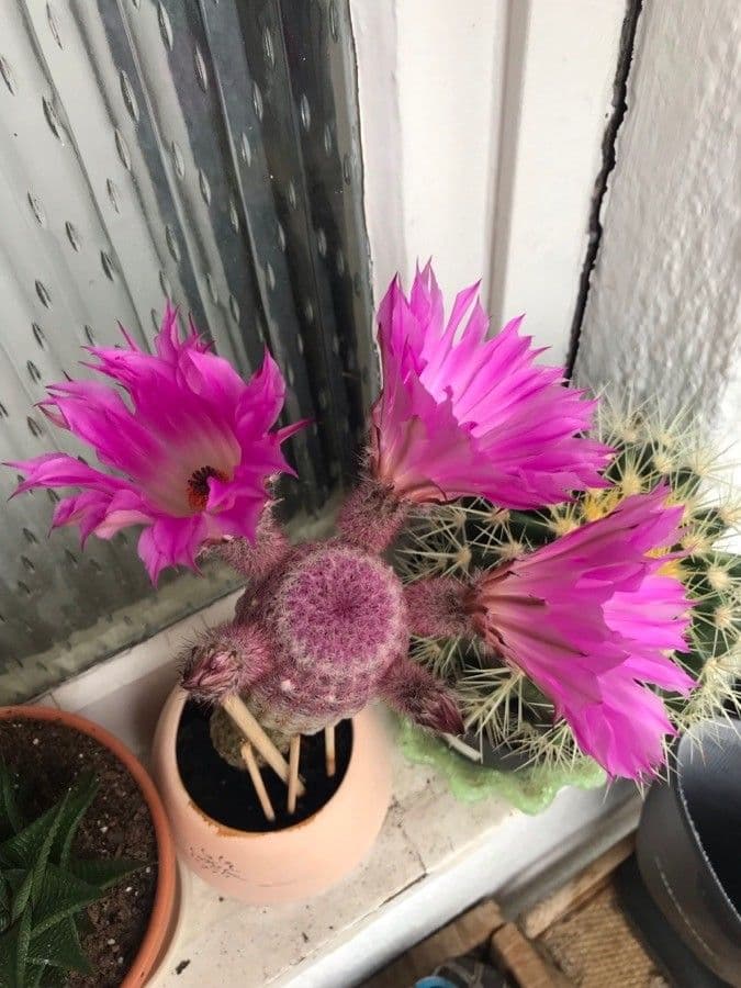 Cactus pettine 4