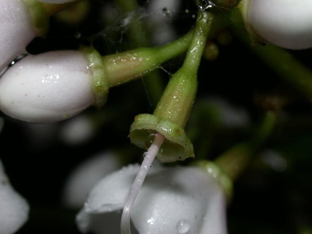 Adelobotrys 4