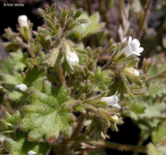 Phacelia 5