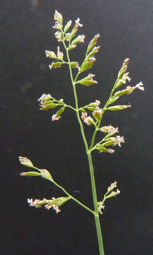Fienarola compressa 9