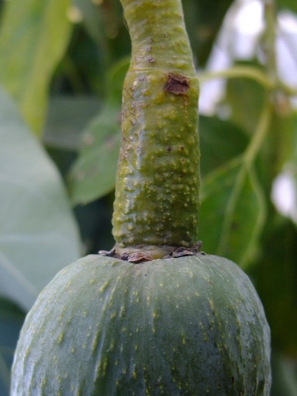 Avocado 22