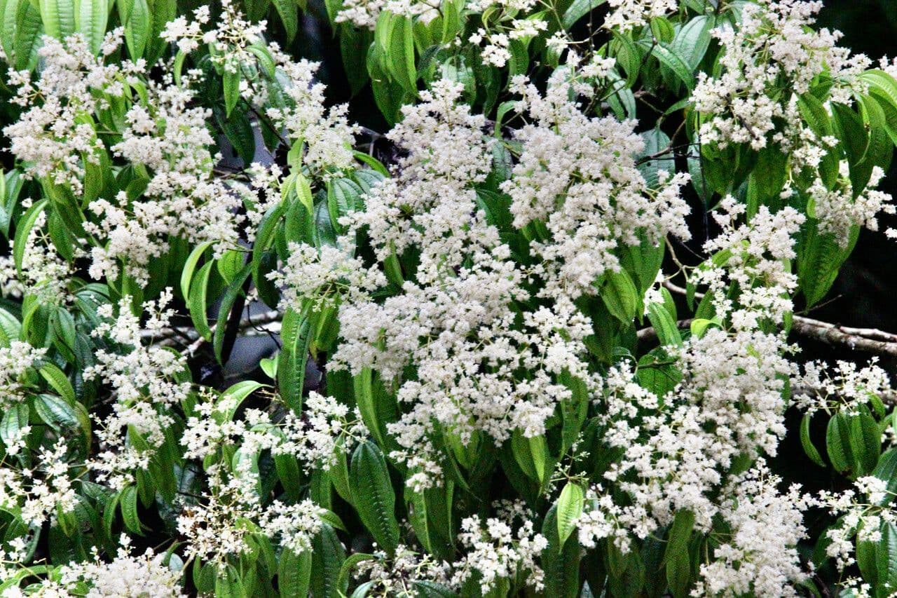 Miconia minutiflora 2