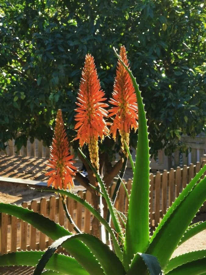 Baum-Aloe 8