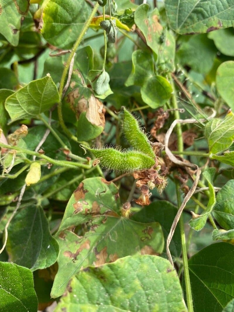 Rhynchosia