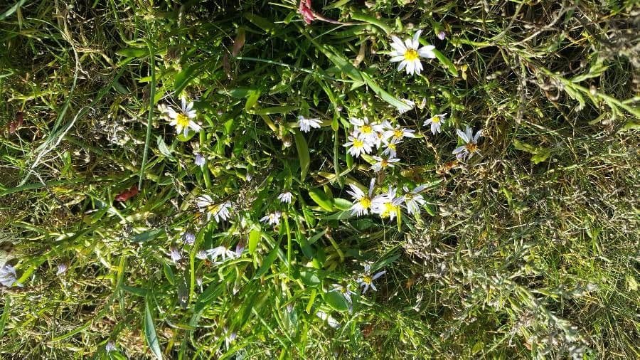 Aster solny 15
