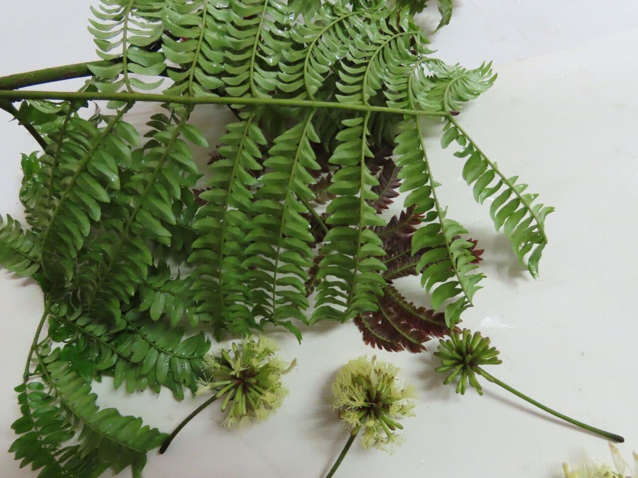 Cojoba 4