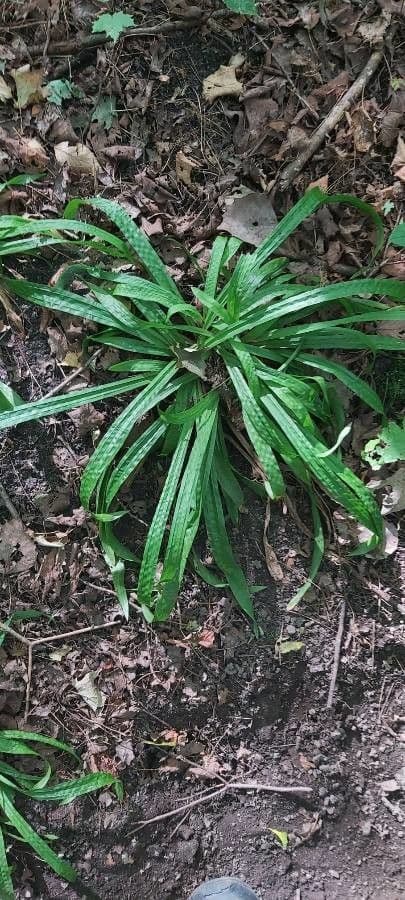 Plantainleaf sedge 12