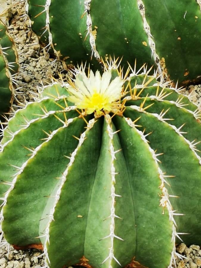 Cactus 4