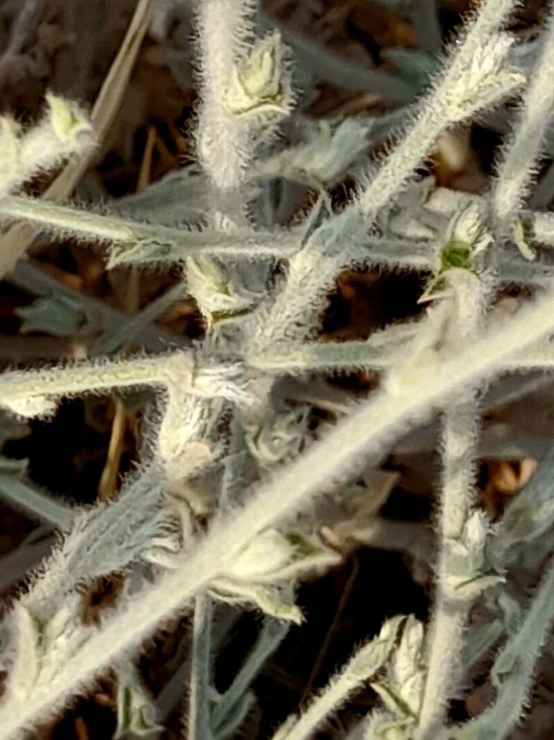 Iskerník plazivý 17