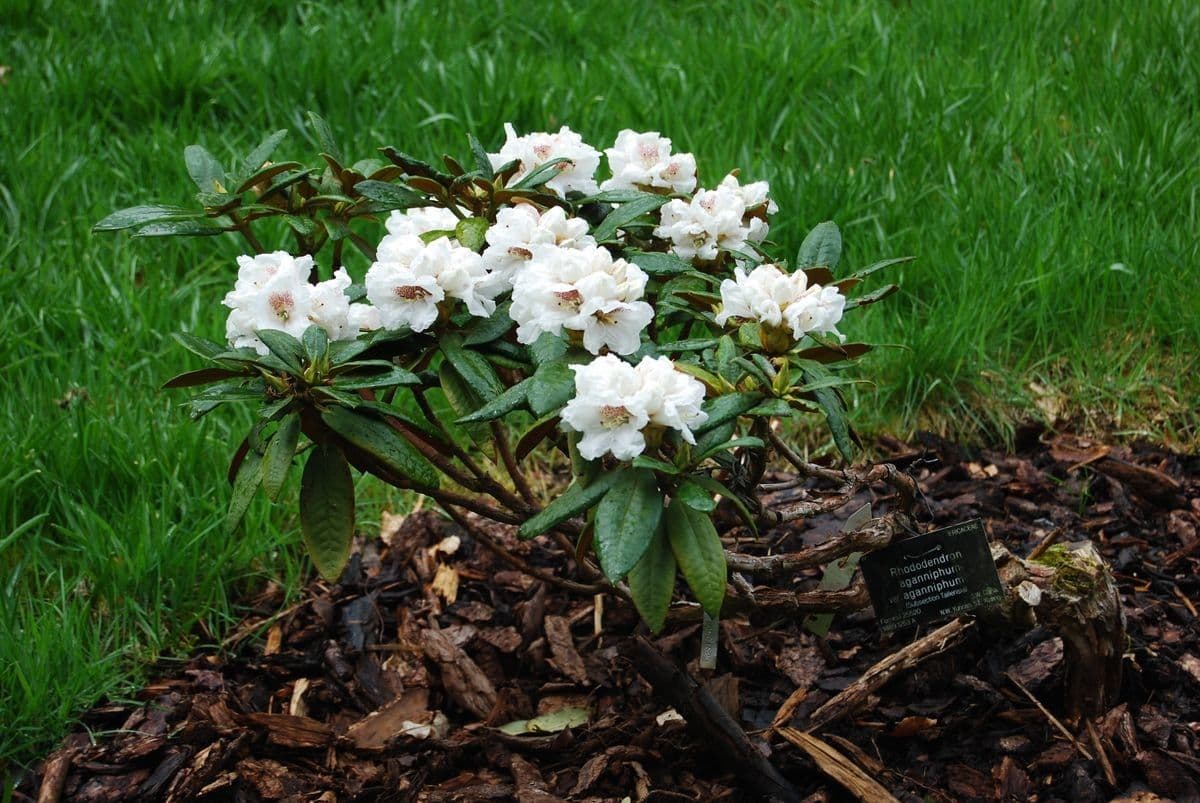 Rhododendron aganniphum 4