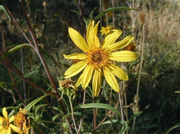 Girasole della California 2