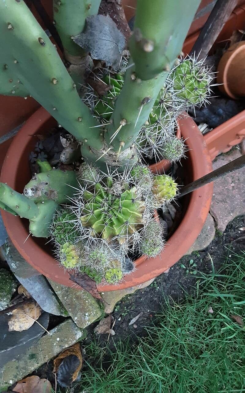 Echinopsis 22