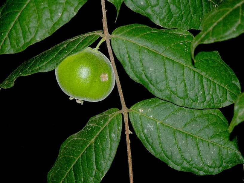 Eugenia 16