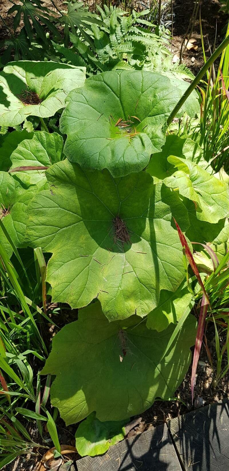 Astilboides 12