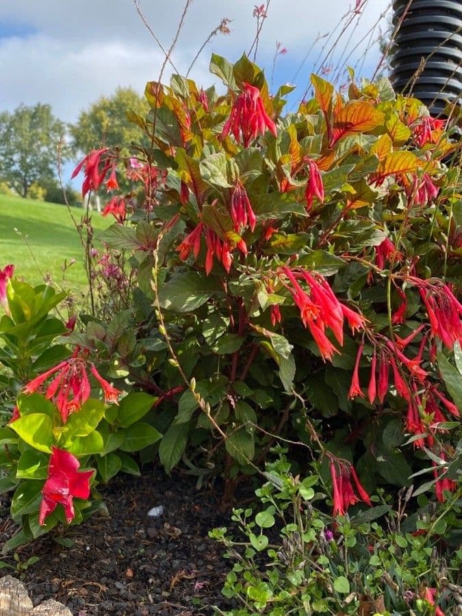Fuchsien 15