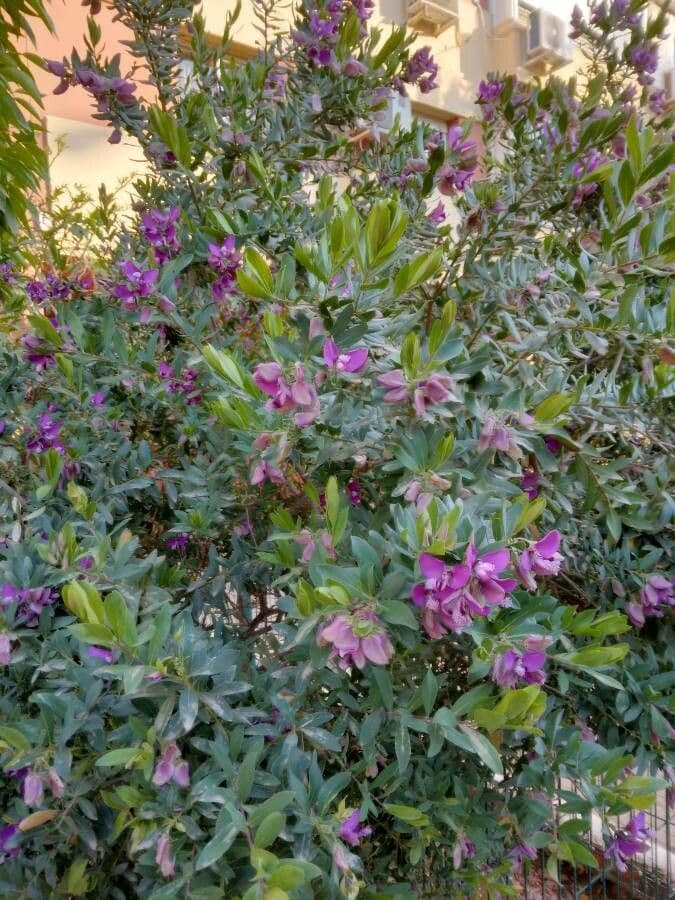 Myrtenblättrige Kreuzblume 9