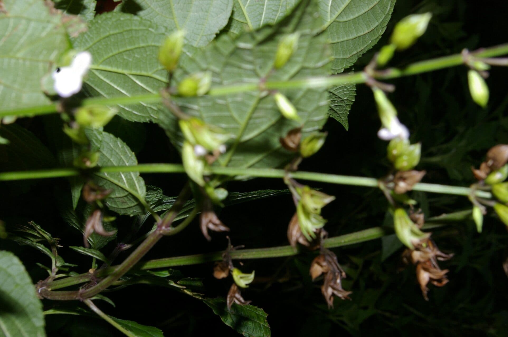Salvia 9