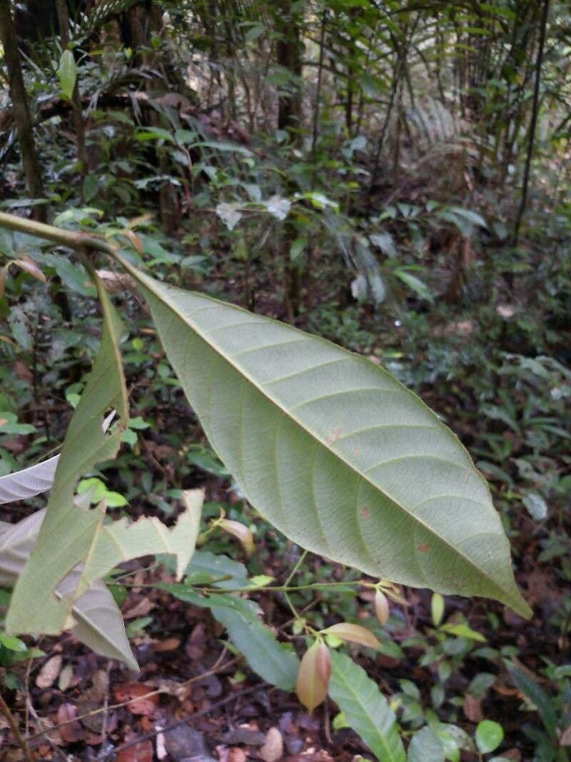 Palicourea 4