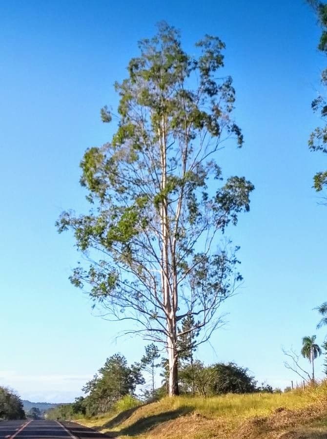 Großer Eukalyptus 5