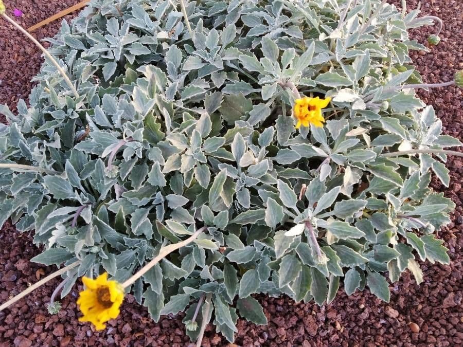 Senecio 14