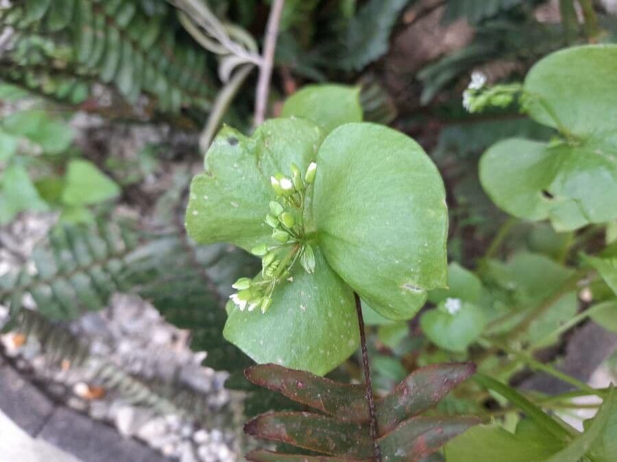 Claytonia parviflora 12