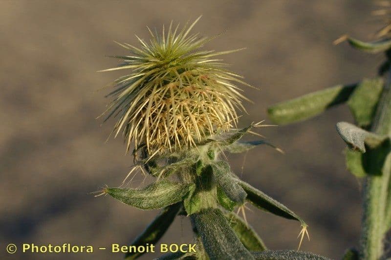 Centaurea 4