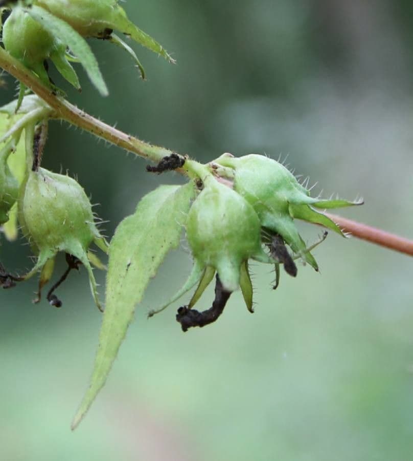 Nesselblättrige Glockenblume 3