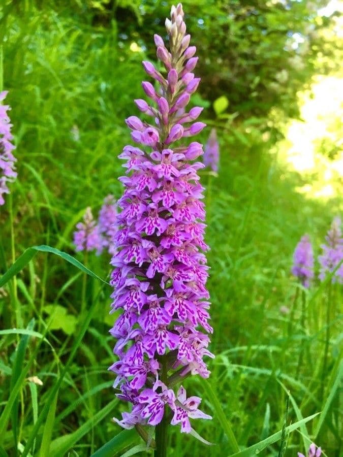 Orchidea di Fuchs 18